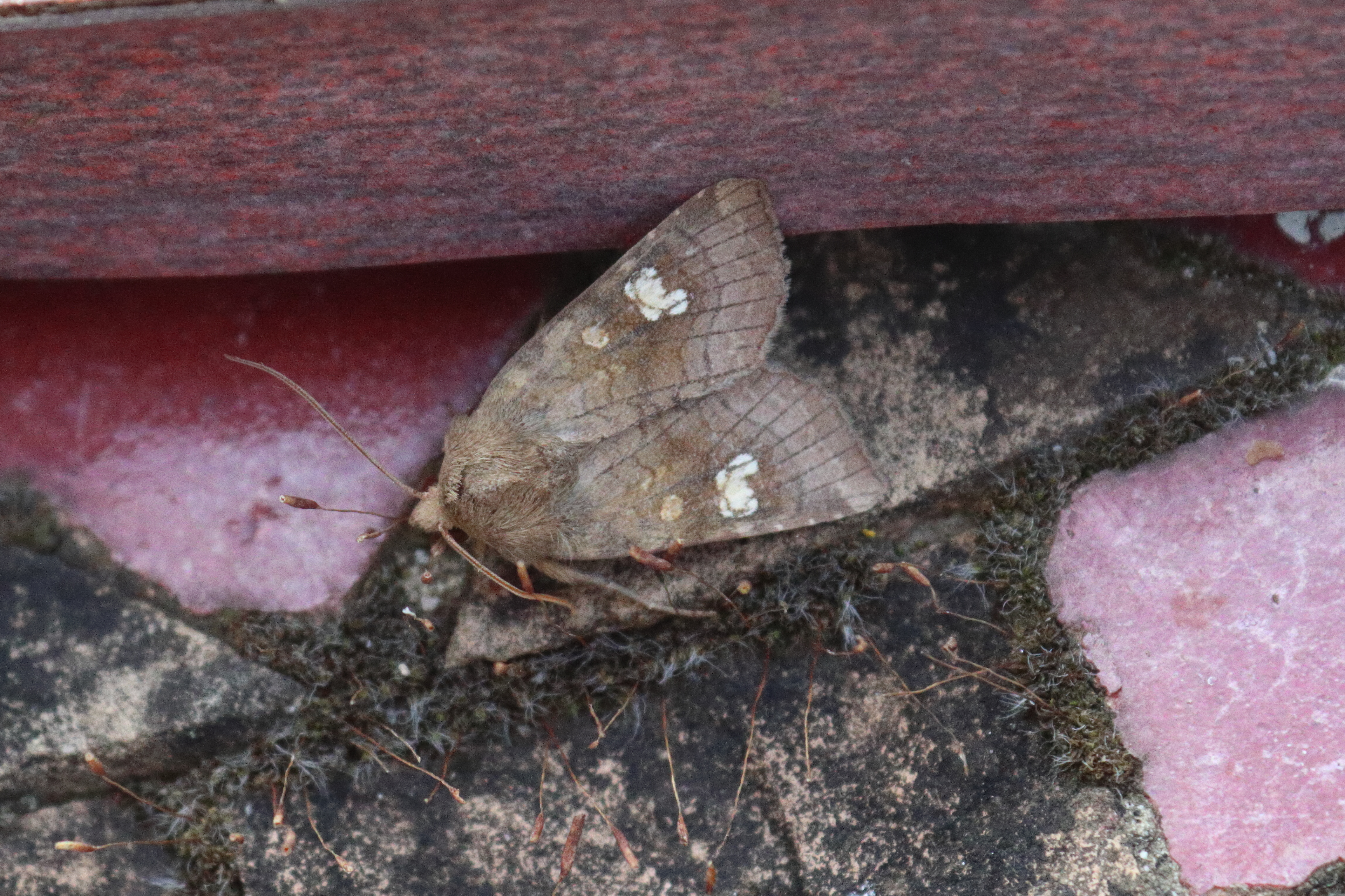 Photo of Saltern Ear (Amphipoea fucosa)
